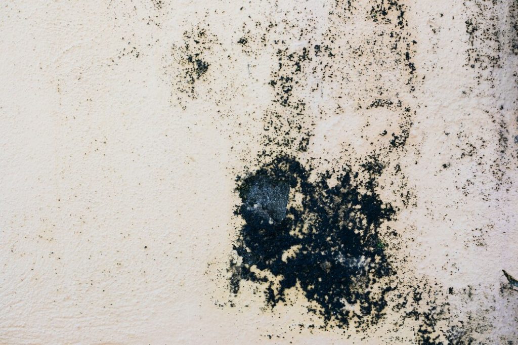 Mold