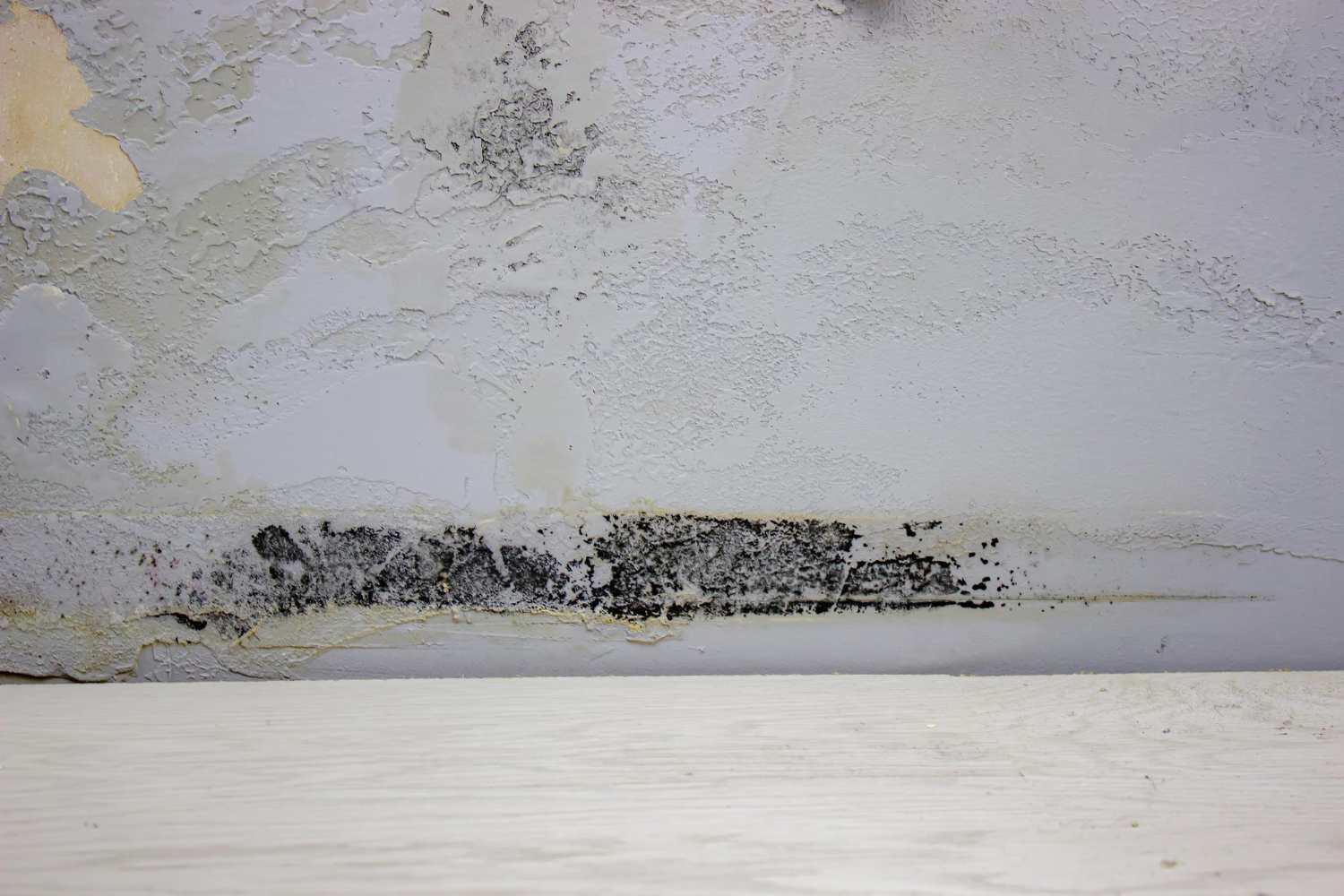 Mold After Water Damage